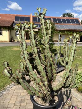 Euphorbia coerulescens